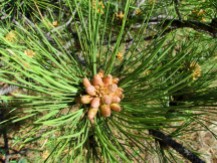Male cones of a Ponderosa Pine