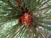 Female cones of a Ponderosa Pine