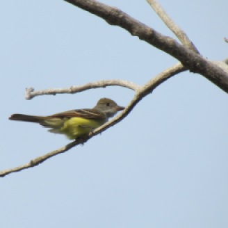 Great-crested Flycatcher (Myiarchus crinitus), new, too