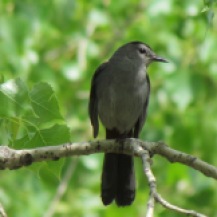 Gray Catbird (Dumetella carolinensis), a great singer