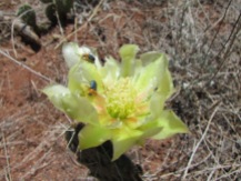 Prickly Pear Cactus with visitors in July