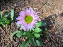A single aster blooming close to our tent