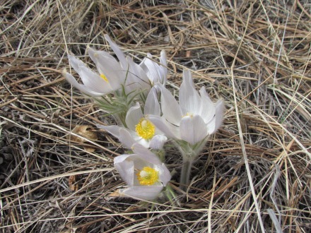 Pasqueflowers in March