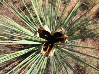 Woody seed capsule of Soapweed Yucca in October