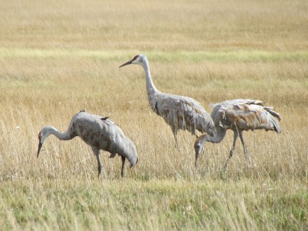 Crane family, two adults, one juvenile