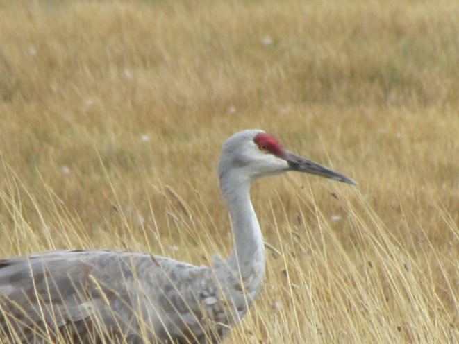 Adult crane with red patch