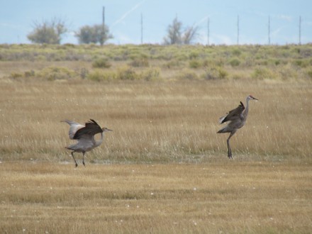 Learning to dance, adult on right, juvenile on the left