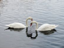 Mute Swan pair/Höckerschwanenpaar