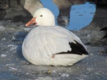Snow Goose/Schneegans (Chen caerulescens)