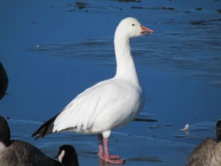 Snow Goose/Schneegans (Anser caerulescens)