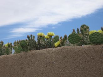 Cactus growing on the wall