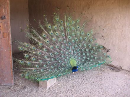 Peacocks were kept at the original fort
