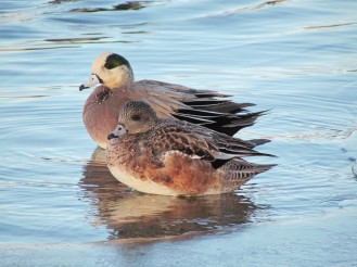 American Wigeon, male in the back, female in the front