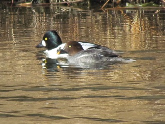 Common Goldeneye, female in the front, male in the back