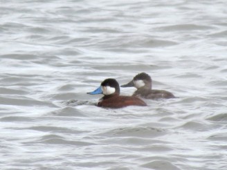 Ruddy Duck, breeding male on the left, nonbreeding male on the right