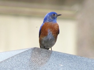 Western Bluebird, spring migrant/Blaukehlhüttensänger, ein Zugvogel