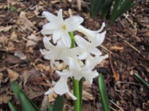 Hyacinth/Hyazinthe
