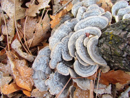 Frosty fungus/Frost auf dem Pilz