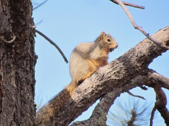 Squirrel, always here and always hungry/Eichhörnchen, immer hier und immer hungrig