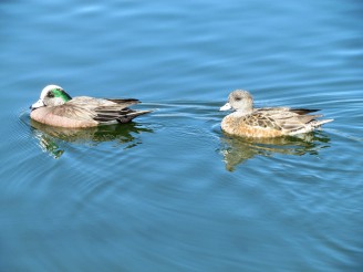 American Wigeon, male on the left, female on the right