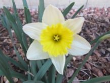 Daffodil/Osterglocke