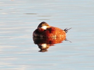 Ruddy duck, male, snoozing