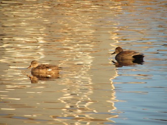 Gadwall, female on the left, male on the right