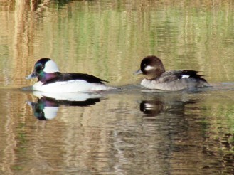 Bufflehead, male on the left, female on the right