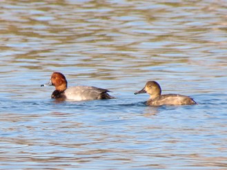 Redhead, male in the front, female in the back