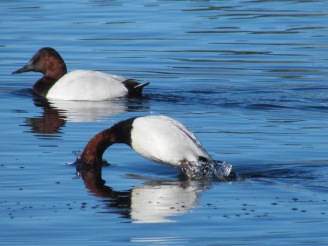Canvasback, two males