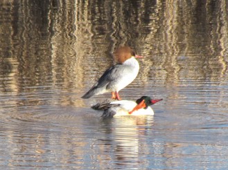 Common Merganser, male in the front, female in the back