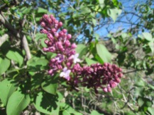 Lilac blossoms