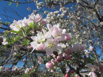 Crabapple tree in bloom