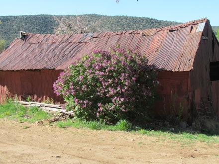 Old shed with lilac bush