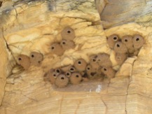 Cliff Swallow nests, awaiting the return of their occupants