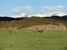 Horse pasture