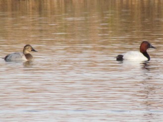 Canvasback, male on the right, female on the left