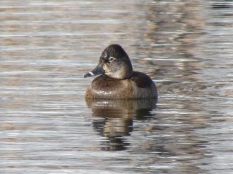 Ring-necked Duck, female