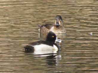 Ring-necked Duck, male in the front, female in the back