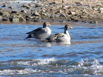 Northern Pintail, two males
