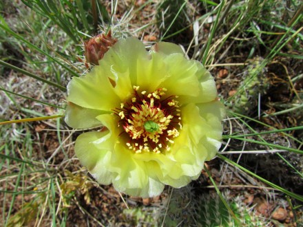 Prickly Pear Cactus/Feigenkaktus