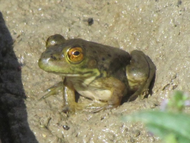 Bullfrog/Ochsenfrosch