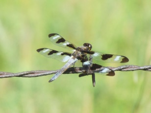 Twelve-spotted Skimmer/Zwölfpunktsegellibelle