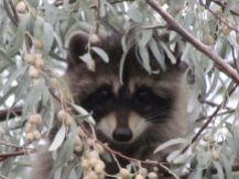 Raccoon/Waschbär