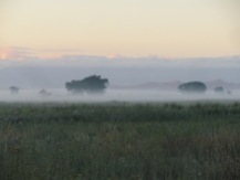 Alamosa NWR in the morning mist
