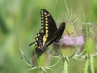 Black Swallowtail/Schwarzer Schwalbenschwanz