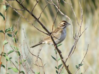 Lark Sparrow (one of my favorite sparrows)/Rainammer