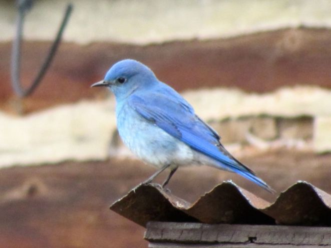Mountain Bluebird, a harbinger of spring