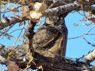 Great Horned Owl/Virginia-Uhu
