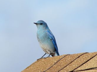 Mountain Bluebird/Berghüttensinger